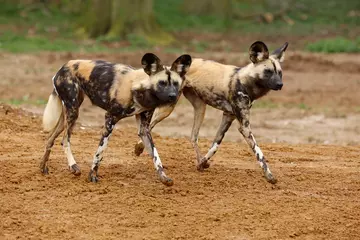 Two African wild dogs at Whipsnade Zoo