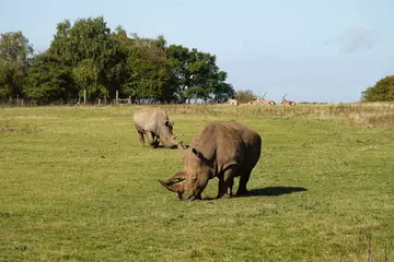 Two white rhinos at Whipsnade Zoo in their outdoor paddock with gemsbok in the background