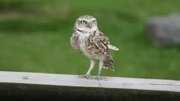 Burrowing owl at Whipsnade Zoo 