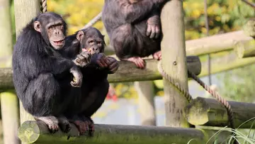 Three chimps on their climbing frame at Whipsnade zoo