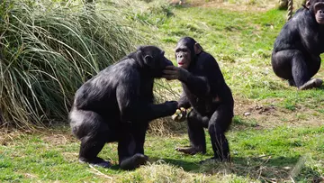 Chimps eating at Whipsnade Zoo