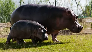 Common hippo with calf a at Whipsnade Zoo