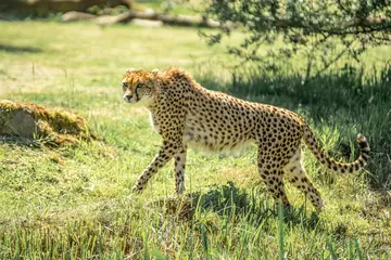 A cheetah walking in long grass at Whipsnade Zoo