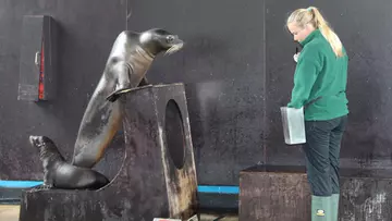 Sea lions being weighed at Whipsnade Zoo