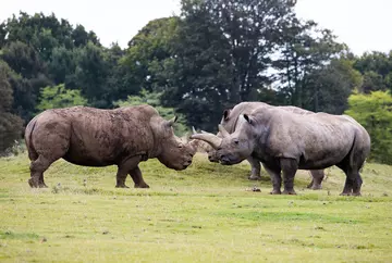 Three white rhinos in their paddock at Whipsnade Zoo