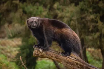 Puff the wolverine standing on a log at Whipsnade Zoo