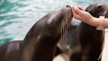 Sea lions at Whipsnade Zoo