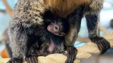 A baby white-faced saki monkey holds onto mum Kaituma