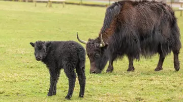 Yak calf Snape with mum Hermione at Whipsnade Zoo
