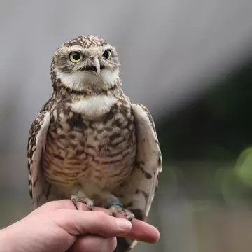 Burrowing owl perched on a person's hand