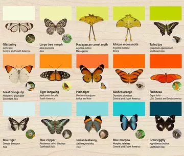 Butterfly id guide for Whipsnade Zoo butterfly house