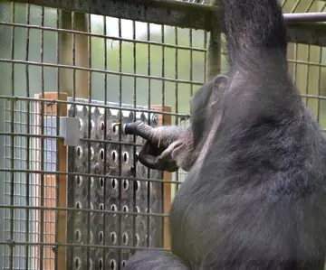 Phil the Chimp solving a puzzle at Whipsnade Zoo