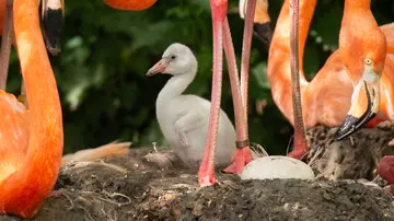 Flamingo chicks at Whipsnade Zoo