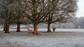 Gemsbok on a snowy winter morning at Whipsnade Zoo