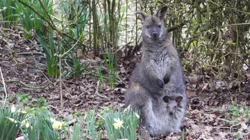 A wallaby mother with a joey in her pouch at Whipsnade Zoo