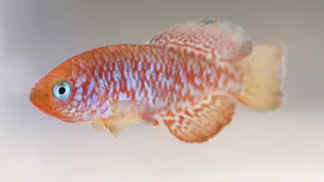 Sainthouse killifish at Whipsnade Zoo aquarium