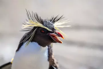 Rockhopper penguin with beak open