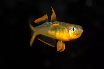 Pseudomugil furcatus in an aquarium 