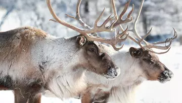 Two reindeer in the snow at winter