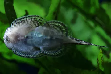 Hillstream loach on glass