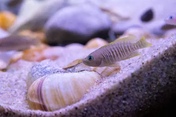 Neolamprologus multifasciatus. a shell dwelling cichlid which is at Whipsnade Zoo