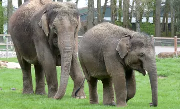 Elephants at Whipsnade Zoo