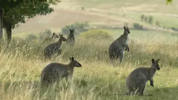 Wallabies at Whipsnade Zoo