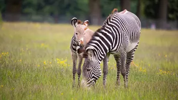 Grevy's Zebra foal with mum at Whipsnade Zoo field