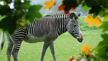 Grevy's Zebra at Whipsnade Zoo