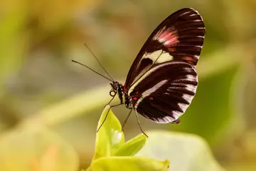 Buttefly standing on a leaf