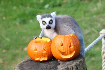 Ring-tailed lemur with pumpkins