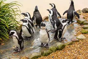 A group of African black-footed penguins at Whipsnade Zoo