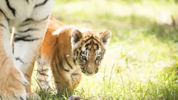 Amur tiger cub, Czar, at Whipsnade Zoo