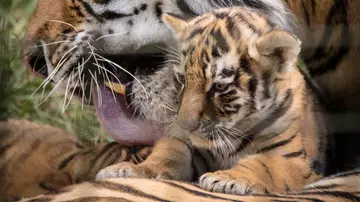 Amur tiger cub with mum Naya at Whipsnade Zoo 