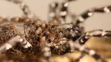 Baby Desertas wolf spiders