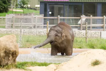 Elizabeth the elephant in her outdoor pool at Whipsnade Zoo