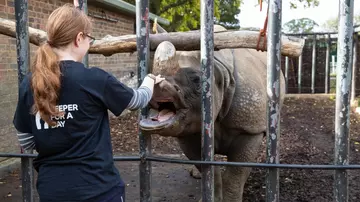 A young woman with a rhino during a Keeper for a Day experience at Whipsnade Zoo