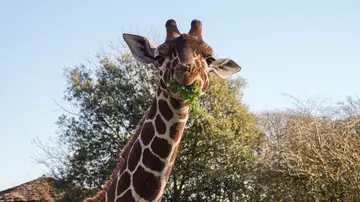 Khari the giraffe eating kale 