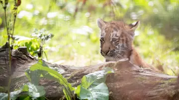 Makari the Amur tiger cub at Whipsnade Zoo