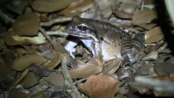 Mountain chicken frog in the leaves