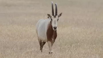 Scimitar horned oryx, reintroduced by ZSL Whipsnade Zoo.