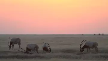 Scimitar-horned oryx reintroduced to the wild by Whipsnade Zoo