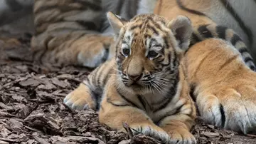 Tiger cub sitting at ZSL Whipsnade Zoo