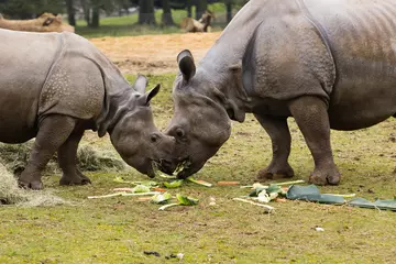 Mother's Day treats for one-horned rhinos at Whipsnade Zoo