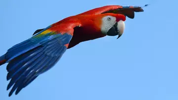 Macaw at Birds of the World Whipsnade Zoo bird show