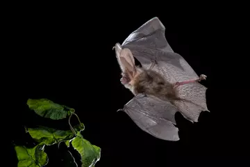 brown long-eared bat flying