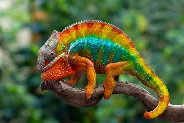 Panther chameleon on a branch with bright colours