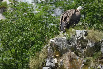 Griffon vulture 