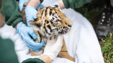 Tiger cub at ZSL Whipsnade Zoo undergoing health checks 