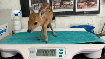 A Chinese water deer on the scales at Whipsnade Zoo